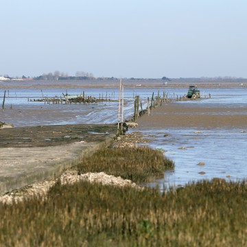 Baie de l'aiguillon esnandes