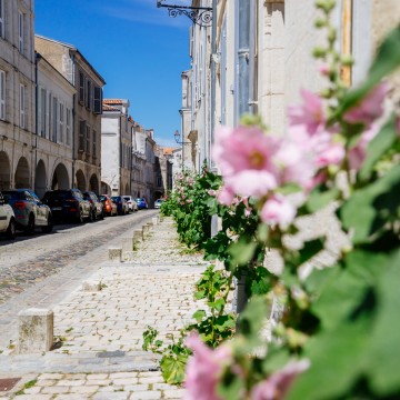 Une rue de la rochelle avec ses roses trémières ©Les Conteurs
