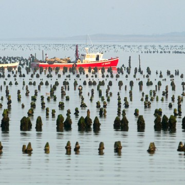 Bateau Mytiliculteur parmi les Bouchots