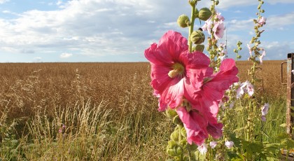 Roses trémières roses et blanches dans un champs