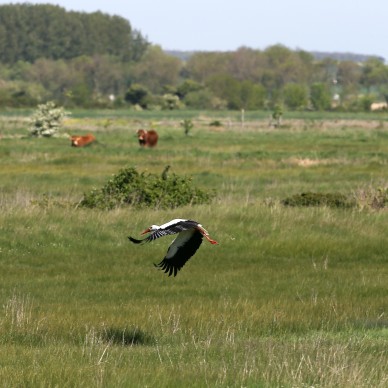 Das Naturschutzgebiet Marais d’Yves.