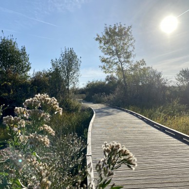 Zurück zur Natur in Moor von Tasdon