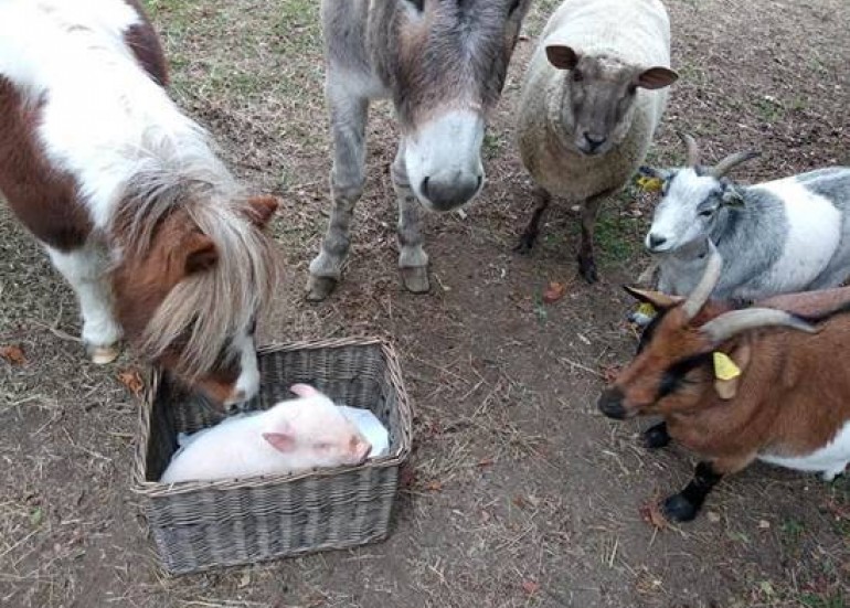 1 PAS VERS LES ANIMAUX 1 PAS VERS LES ANIMAUX