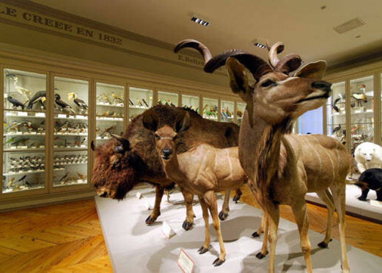 Muséum d'Histoire Naturelle Muséum d'Histoire Naturelle