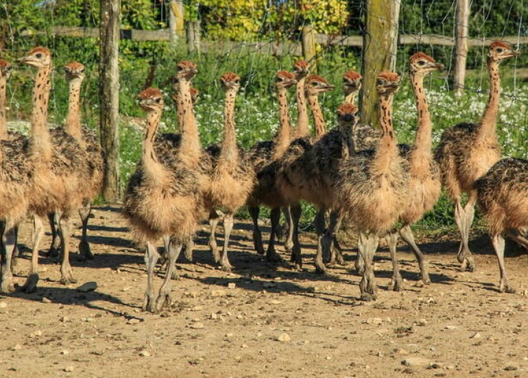 Geführte Touren - Laurette's Ostrich Geführte Touren - Laurette's Ostrich