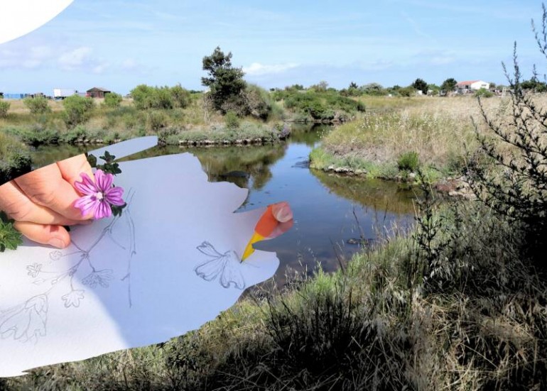 Sortie Nature - Croquis Botanique dans le Marais_La Rochelle