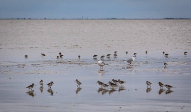 oiseaux sur les bords de mer
