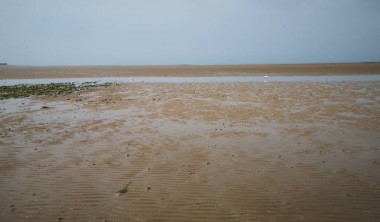 Vasière
