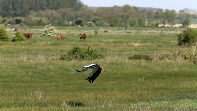 Réserve Naturelle du Marais d'Yves