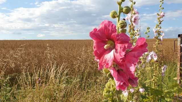 Roses trémières roses et blanches dans un champs