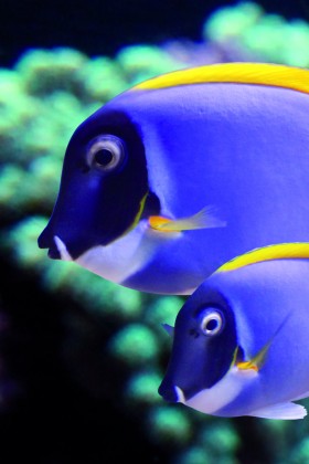 Beobachtung der Fische im Aquarium La Rochelle