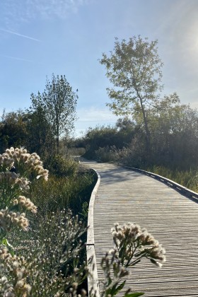 Zurück zur Natur in Moor von Tasdon