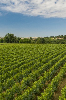 La Rochelle & sa région, terre de vignerons