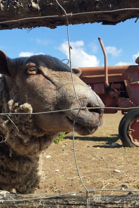 Où voir des animaux à La Rochelle